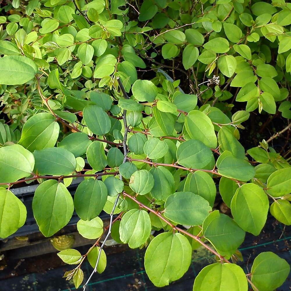 Paliurus spinachristi