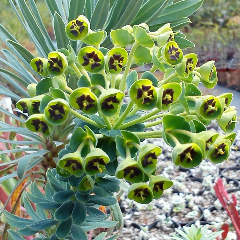 Euphorbia characias