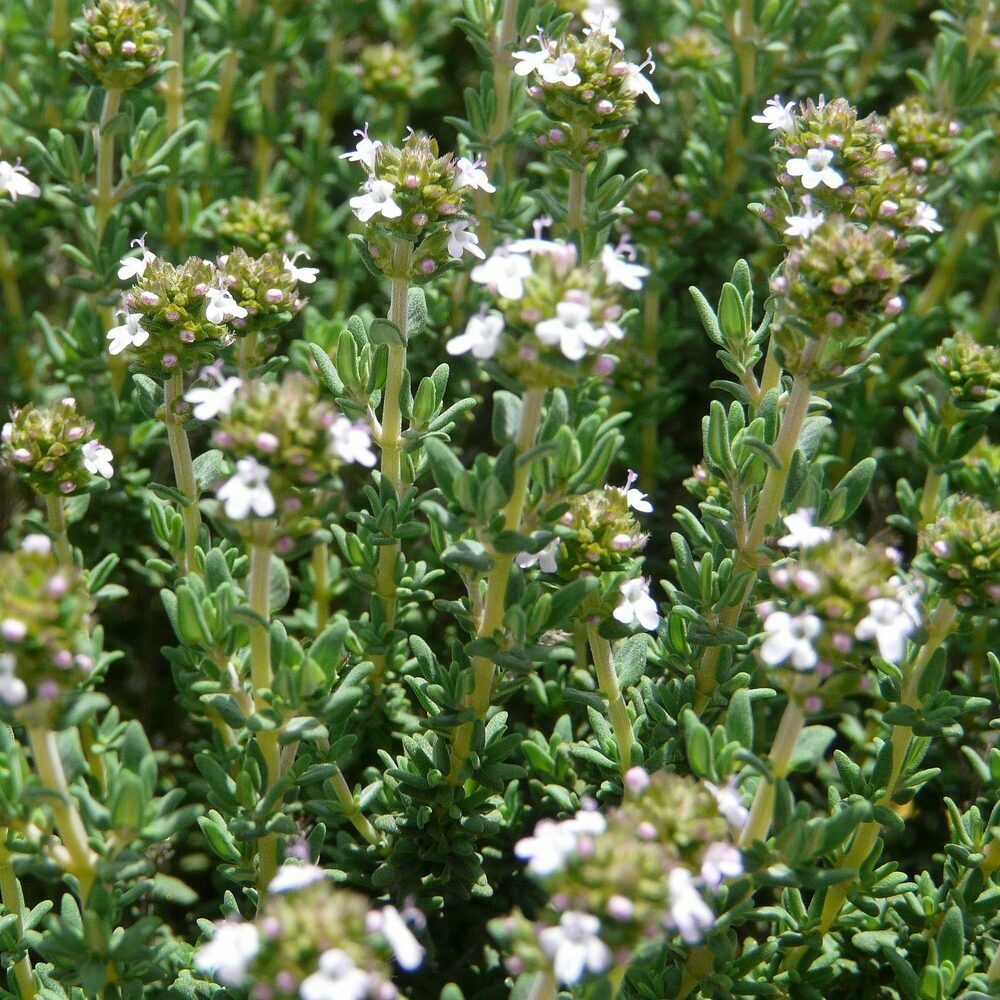 Thymus vulgaris