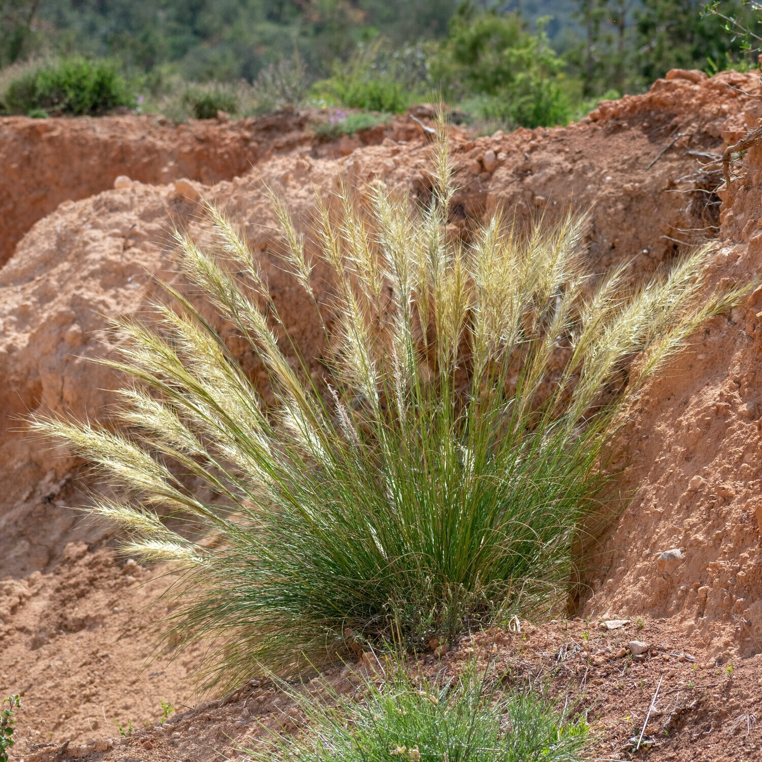 Ampelodesmos mauritanicus