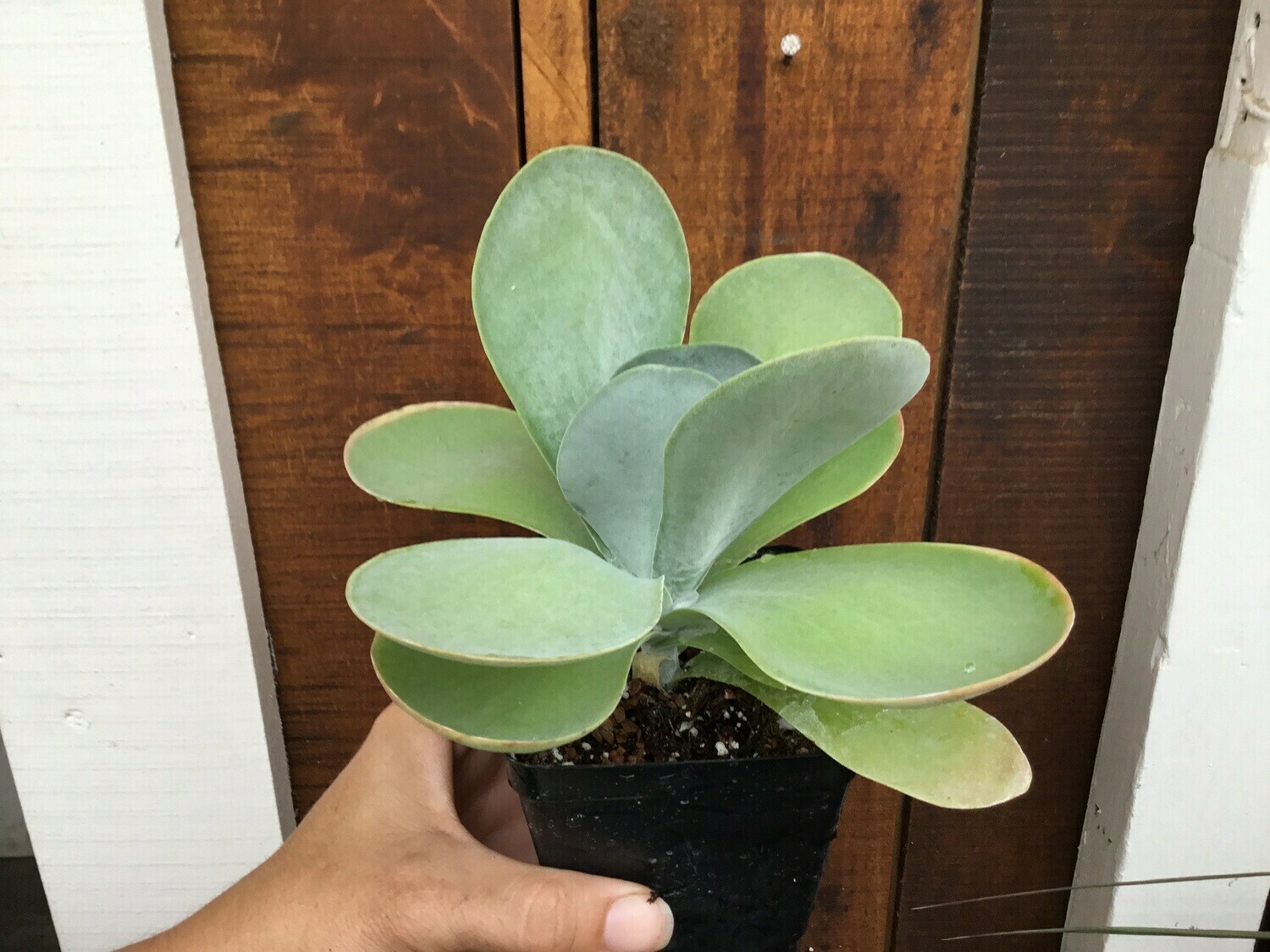 Kalanchoe thyrsiflora 'Paddle Plant' (3 1/2" pot succulent) Lancaster