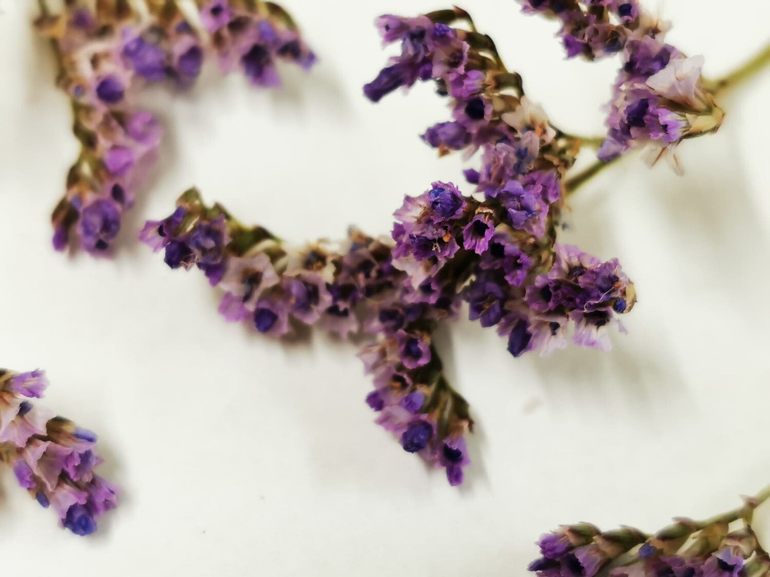 Dried Wild Flowers Purple