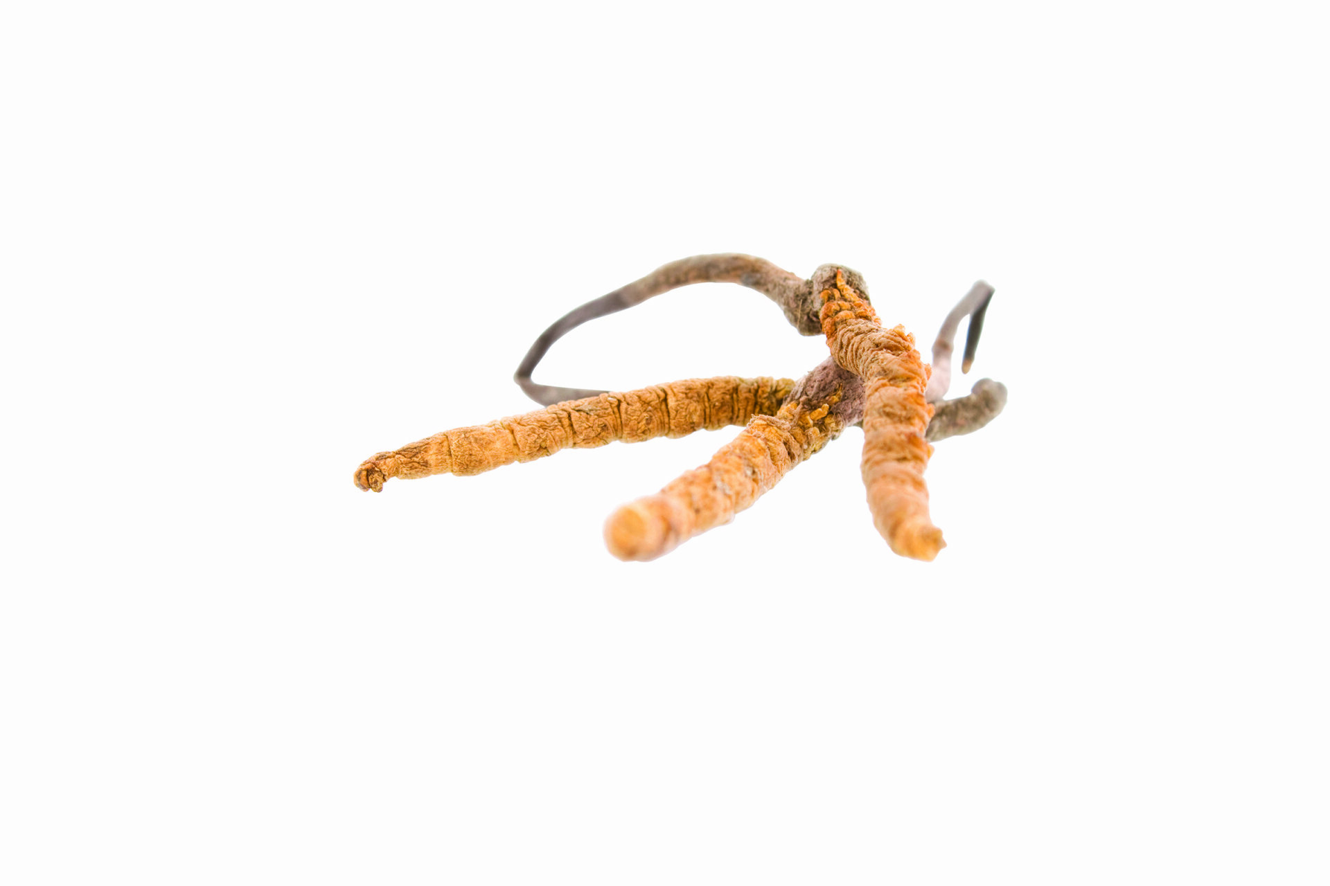 Cordyceps