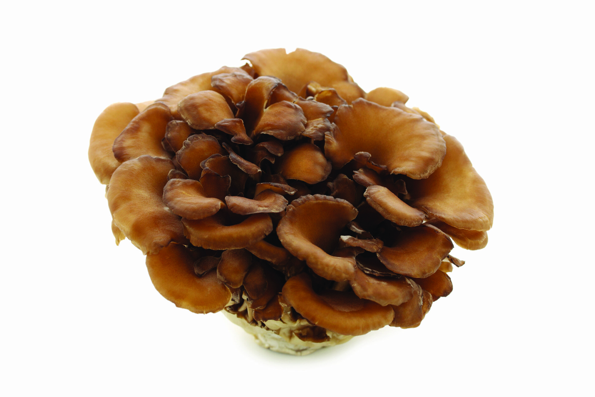 Maitake