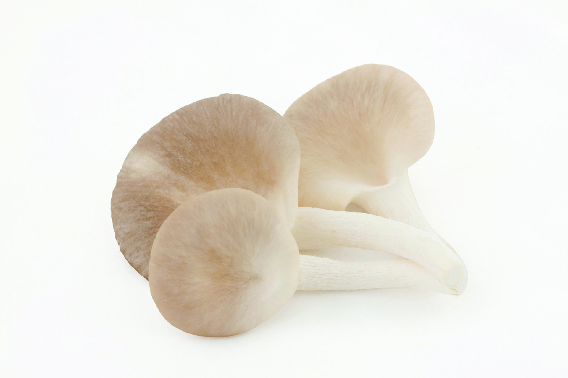 Pleurotus