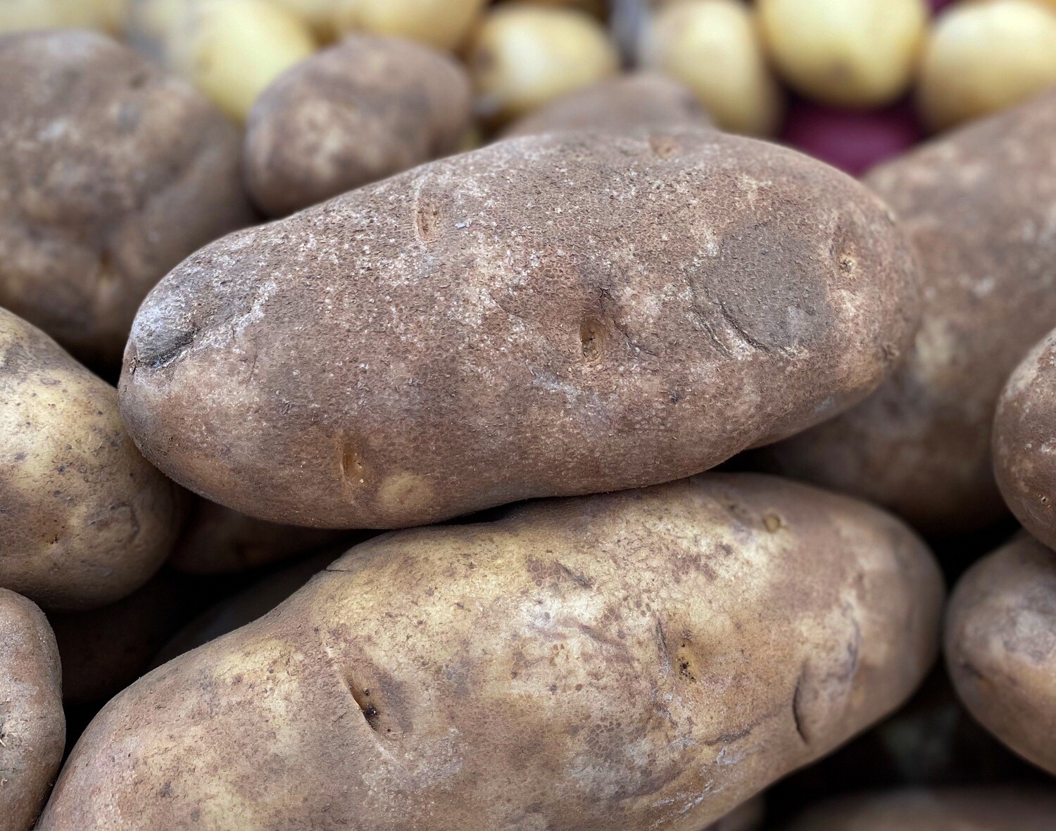Potatoes Large Russet Bakers EACH