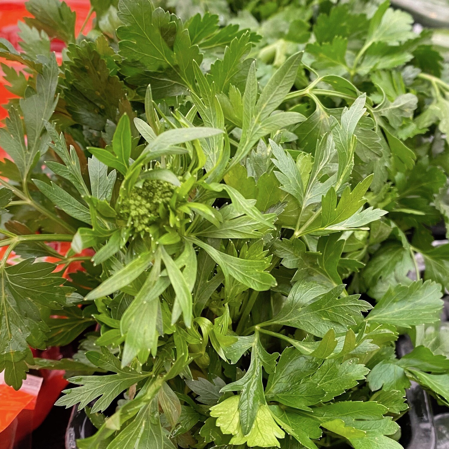 Herb Italian Parsley ONE BUNCH