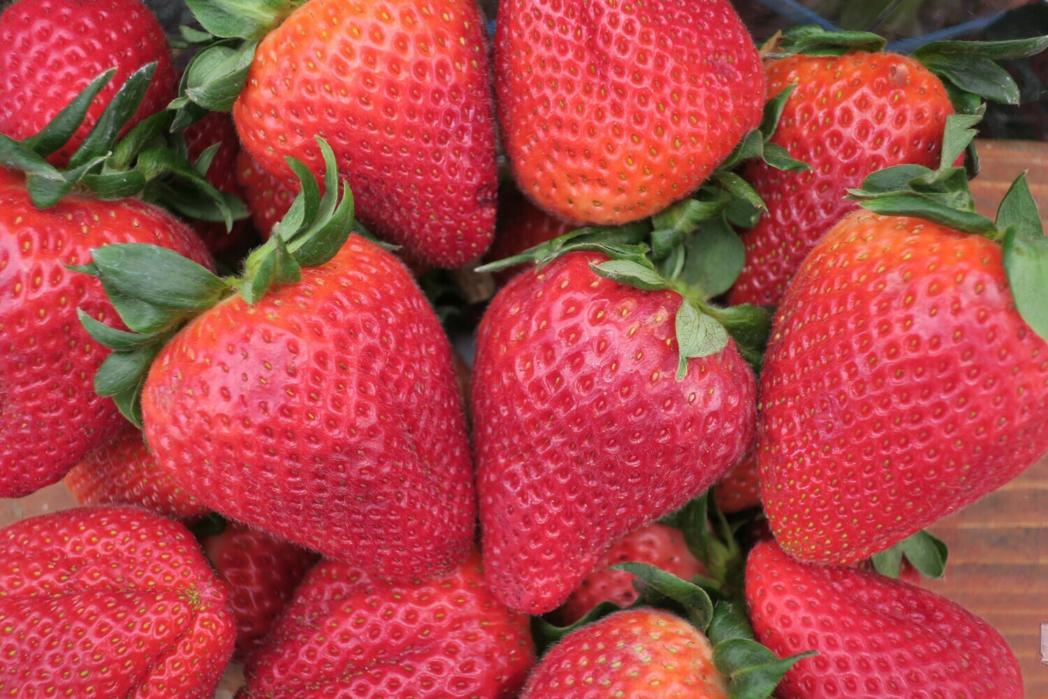 Premium Strawberries, Large, ORGANIC ONE PINT BOX