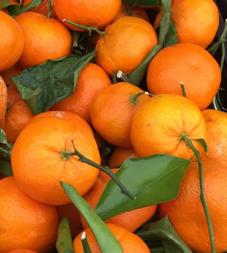 Satsuma Mandarins EACH
