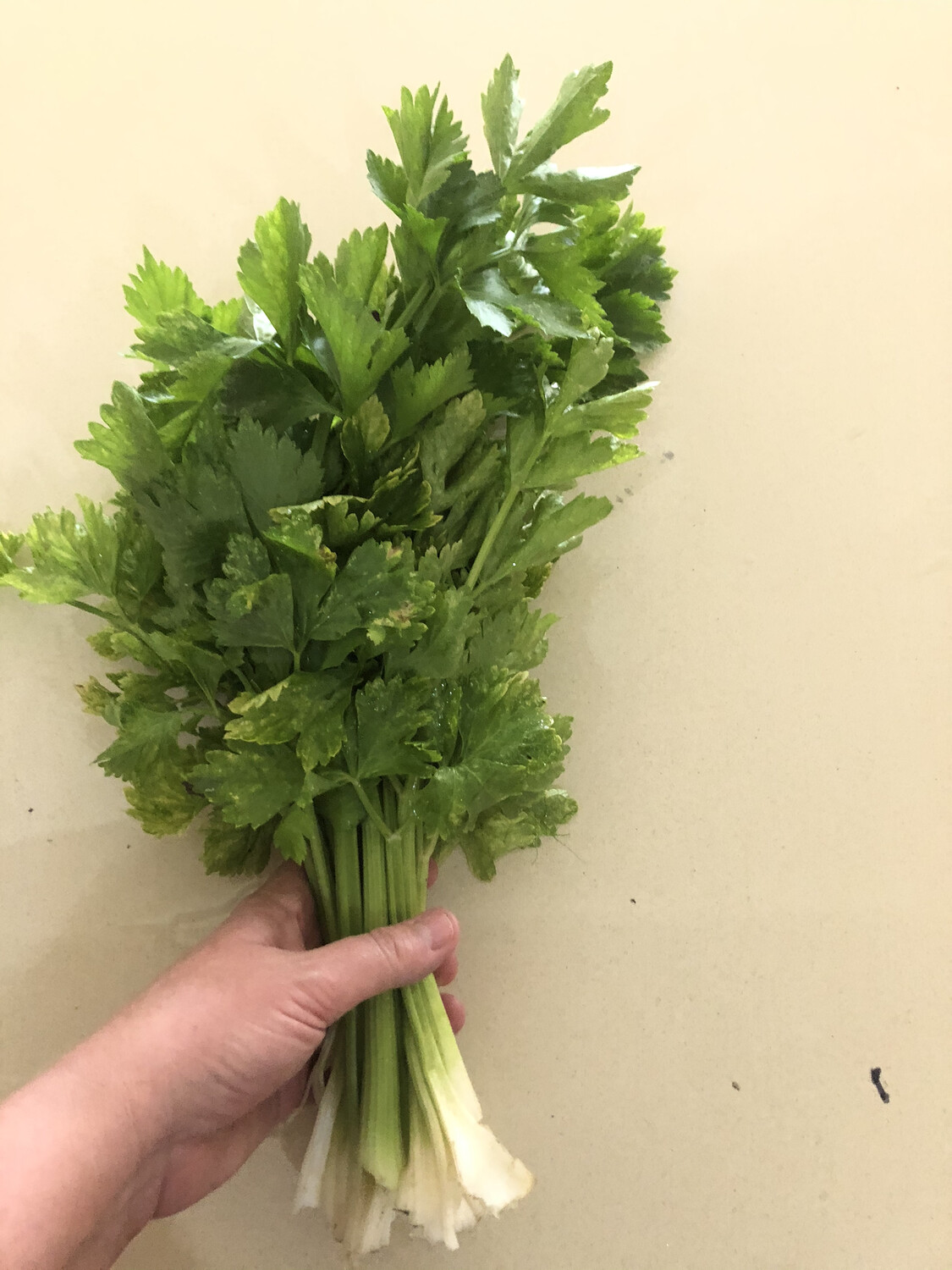 Celery leaves