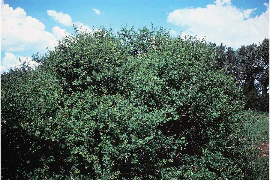 XLP ThreeLeaf Sumac Rhus trilobata