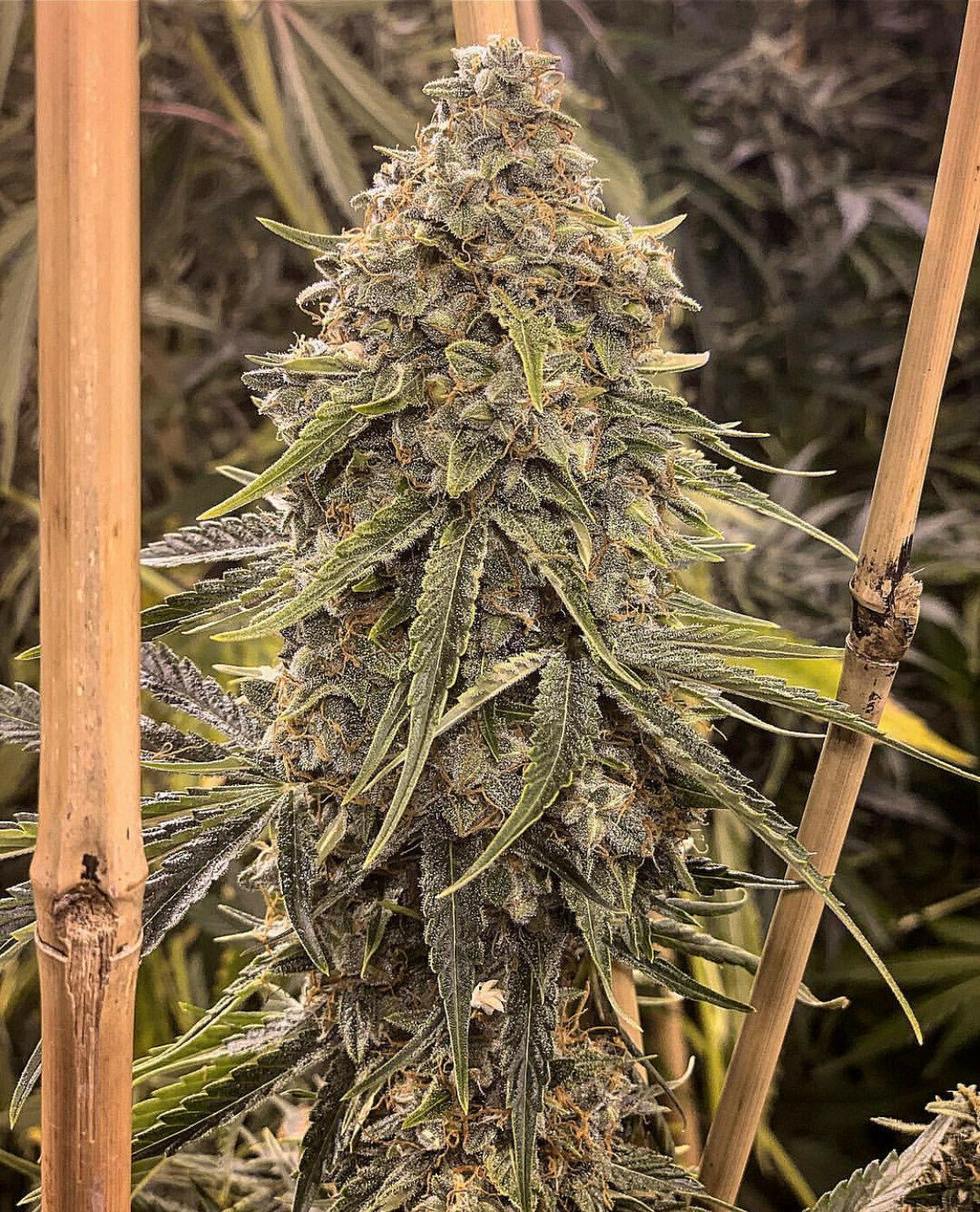 Skywalker OG BX1 (5 Feminized AutoFlower Seeds)