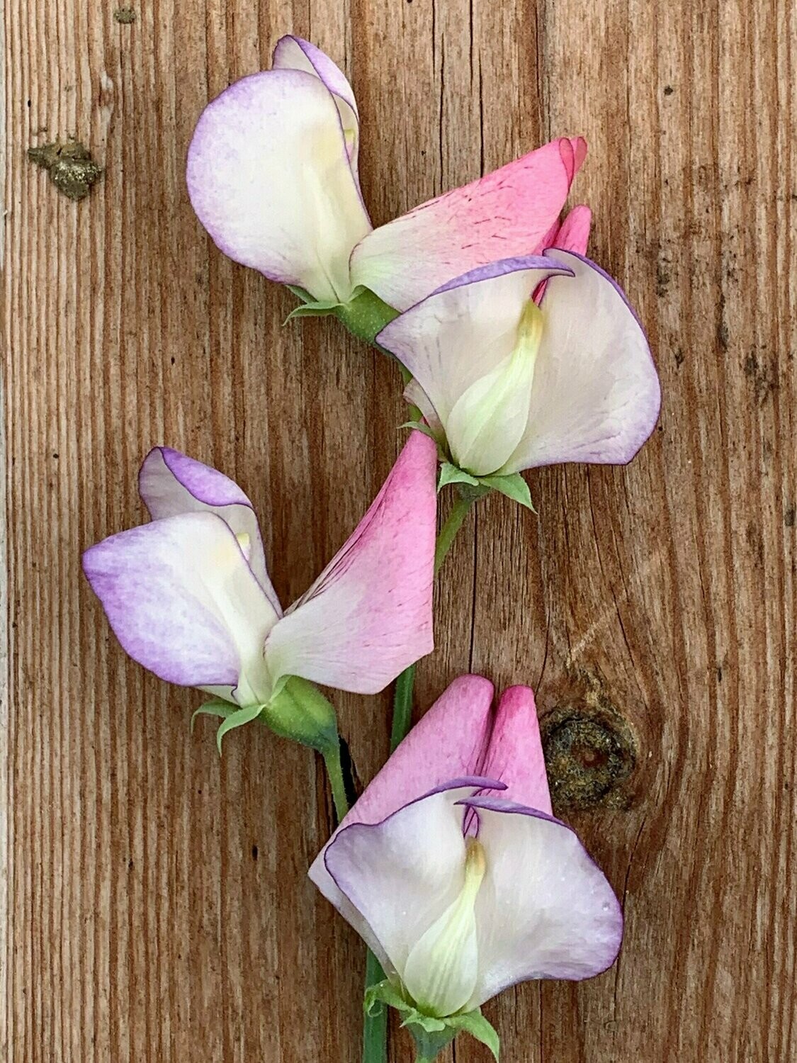 Sweet Pea Spanish Dancer