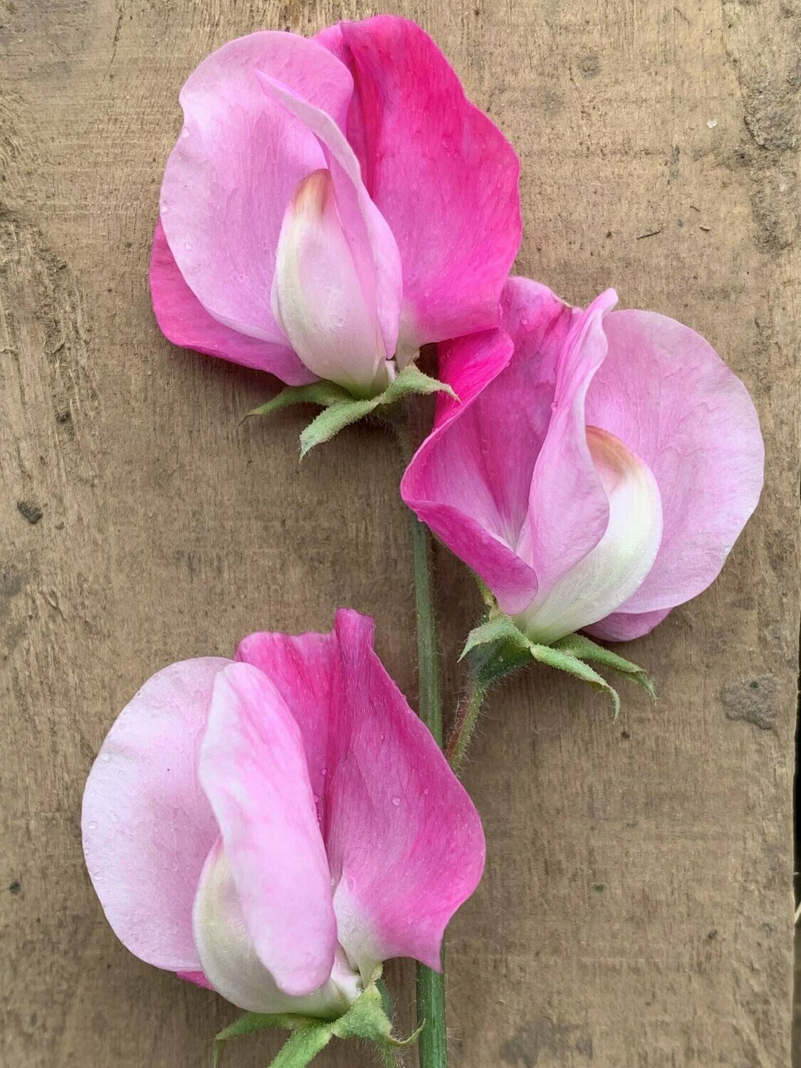 Sweet Pea Sicilian Pink RHS AGM