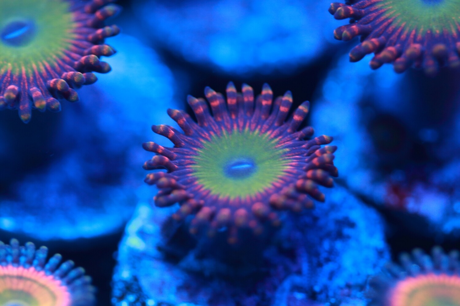 Candy Apple Orange Zoa