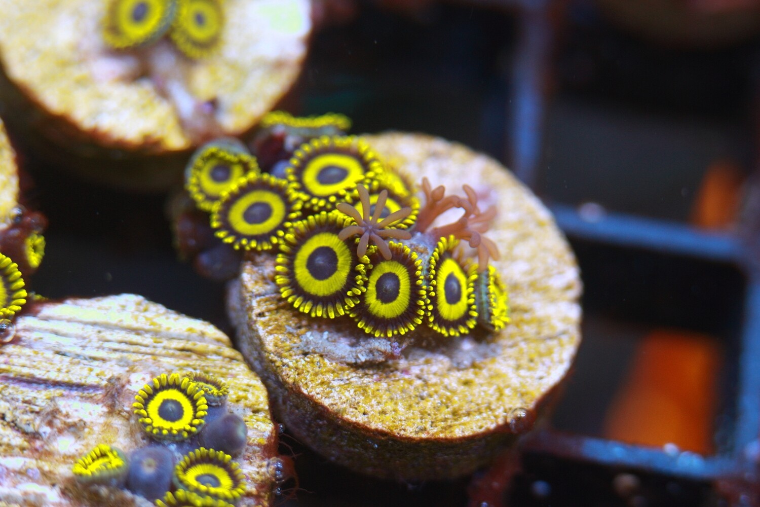 Scrambled Egg Zoas