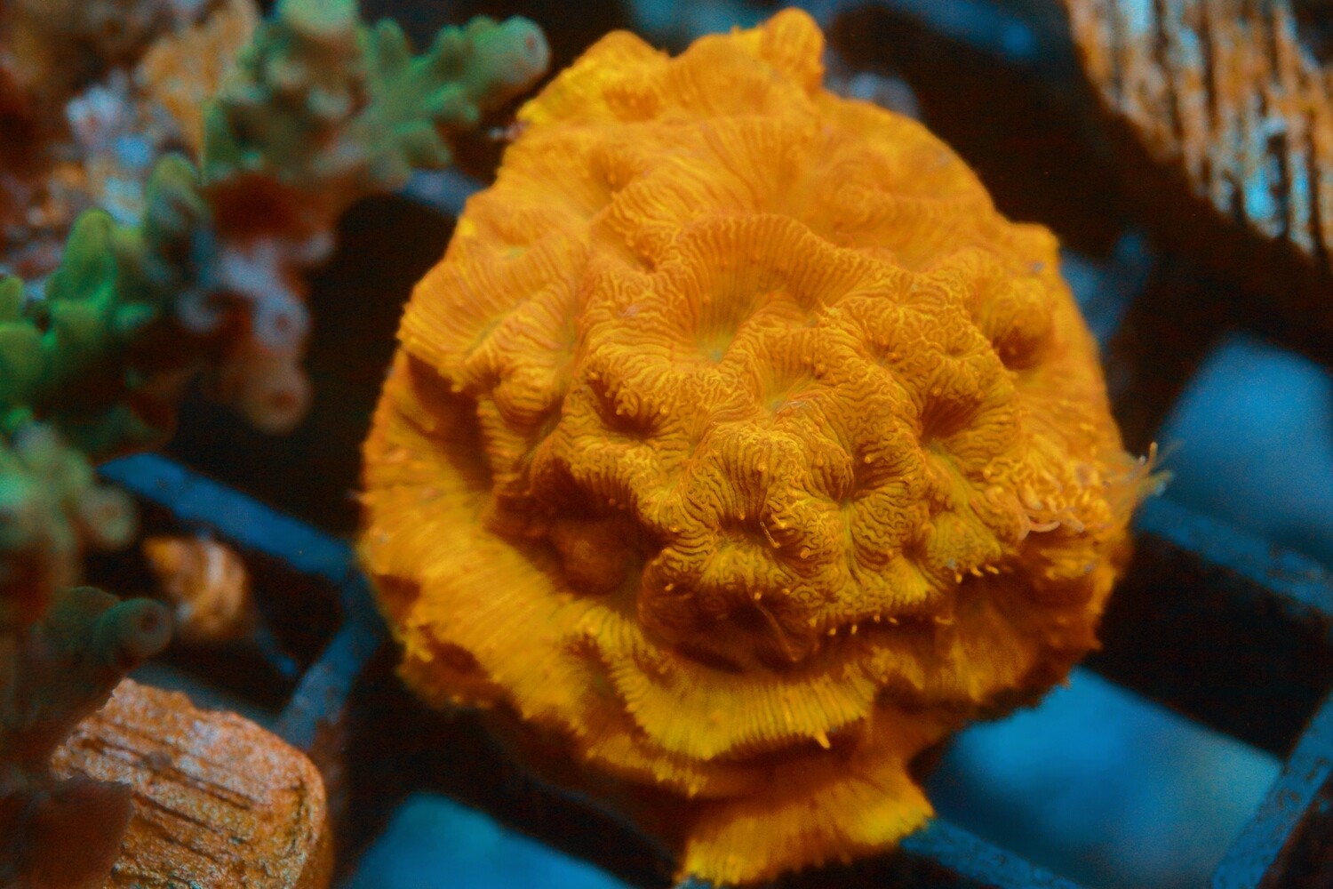 Tangerine Leptoseris Large WYSIWYG