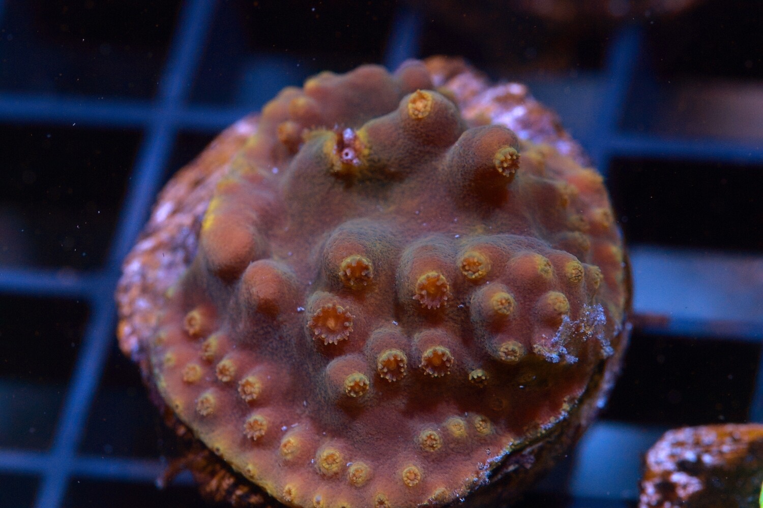 Yellow Scroll Coral Turbinaria Reniformis