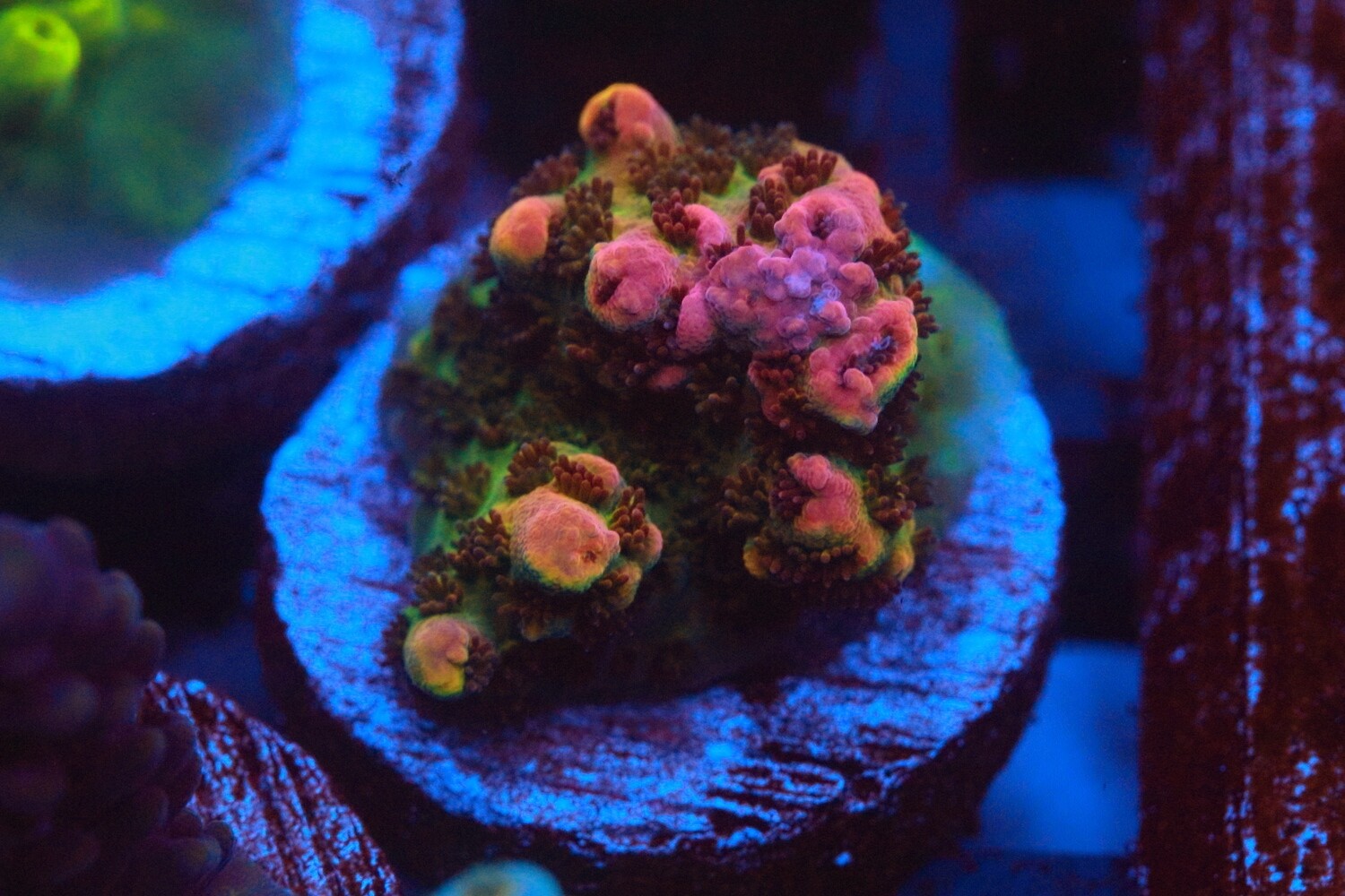 Fruity Pebbles Acro WYSIWYG