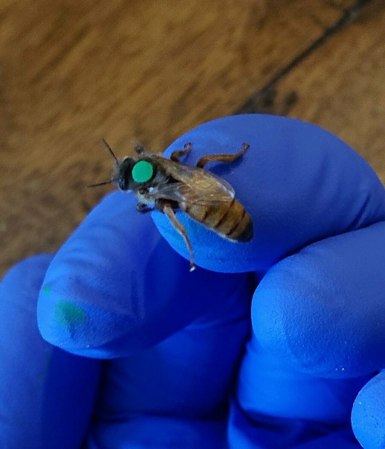 Queen Bees For Sale by Northumberland Honey Co