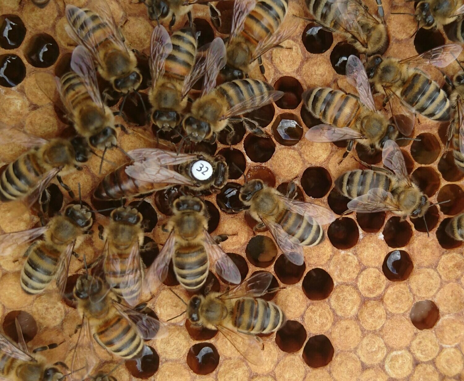 Instrumentally Inseminated Queen Bees For Sale