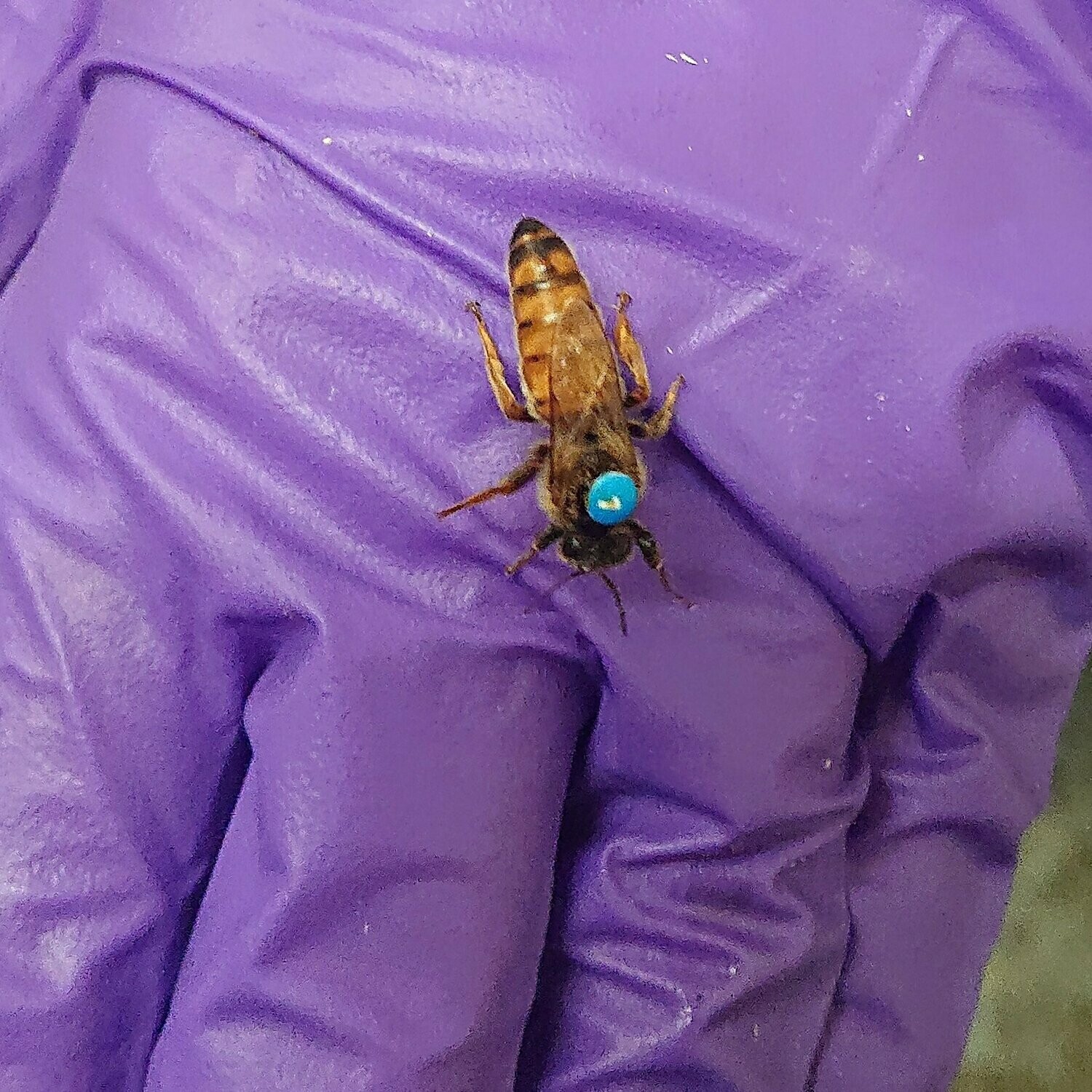 Queen Bees For Sale by Northumberland Honey Co