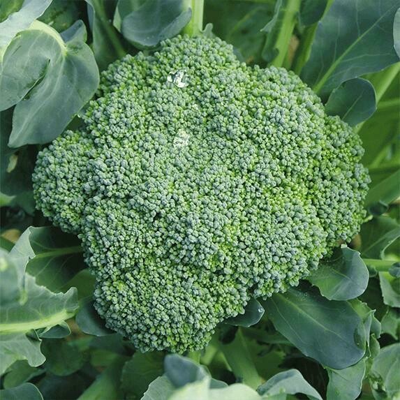 Broccoli, Late