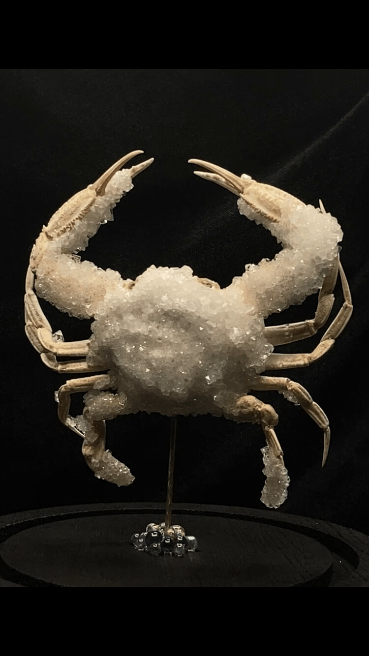 26 Charybdis Crab with Clear Crystals