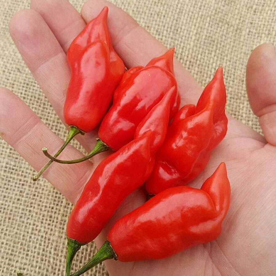 Carolina Reaper Red, Burgundy, Chocolate