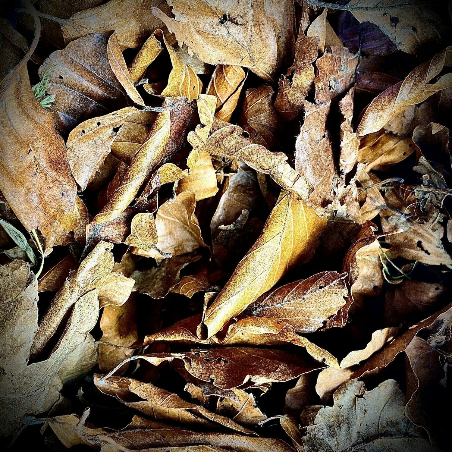 Mixed Dried and Sterilised Leaf Litter