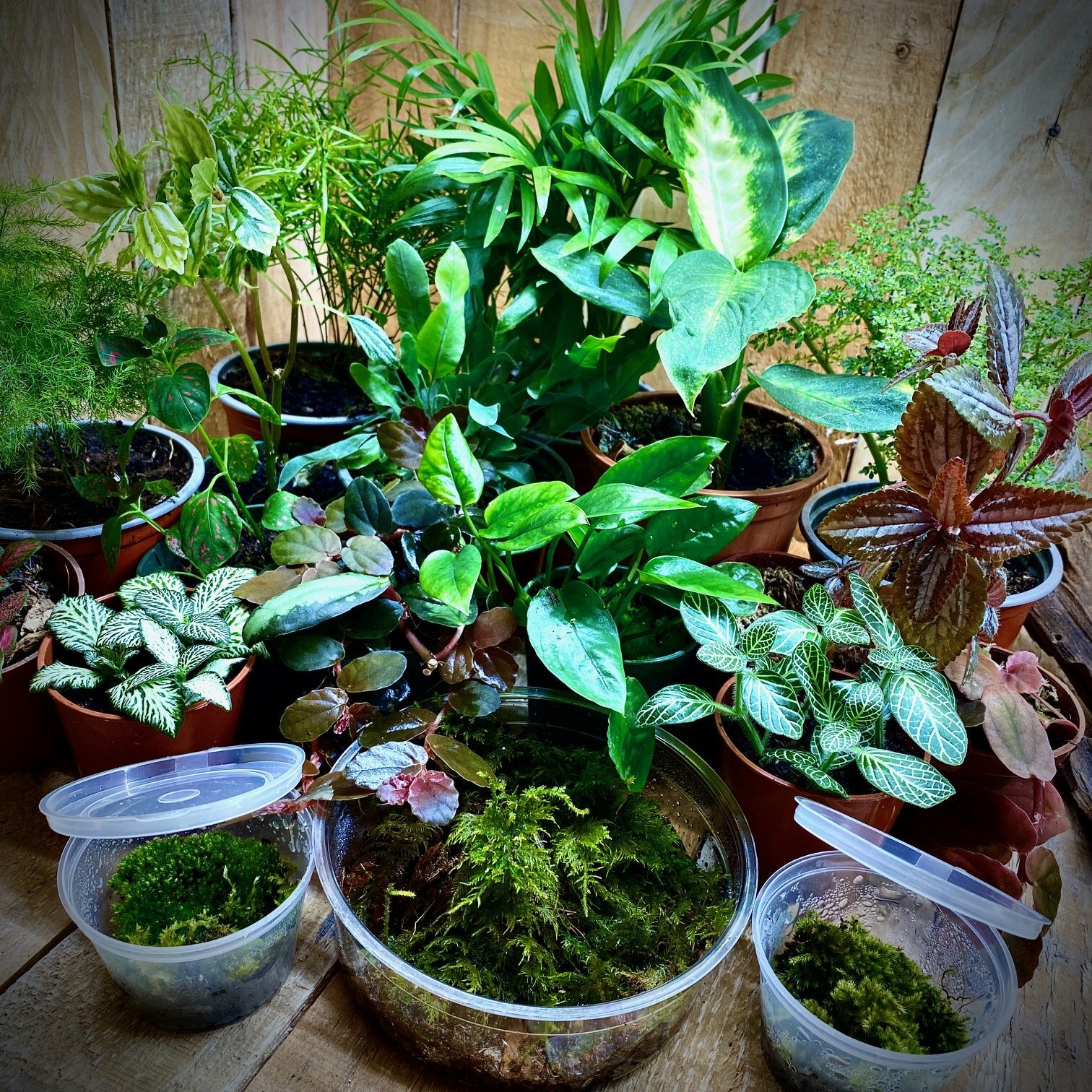 Plants and Moss