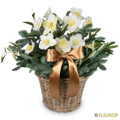 Eisprinzessin (Christrose)