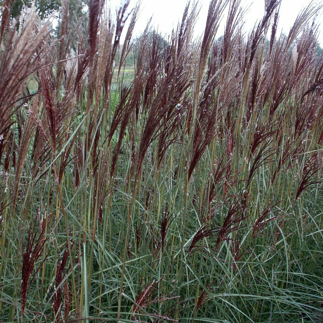 Miscanthus sinensis 'China'