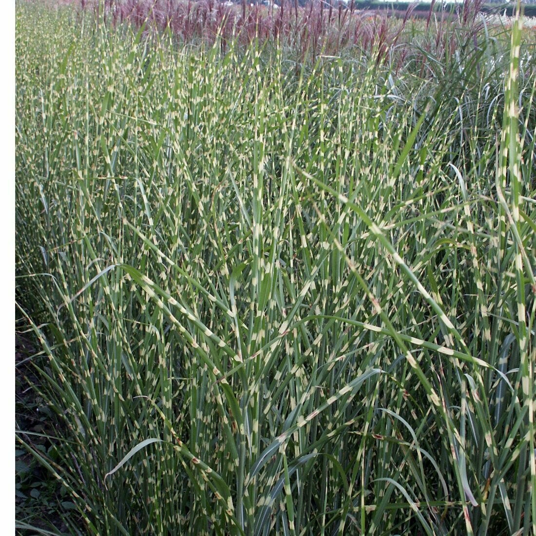 Miscanthus 'Strictus'