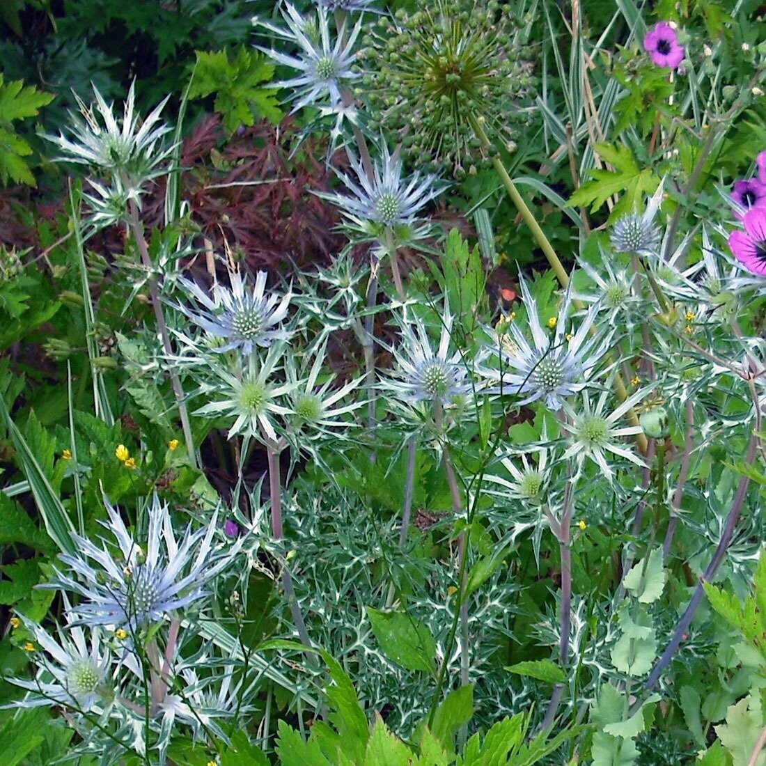 Eryngium bourgatii