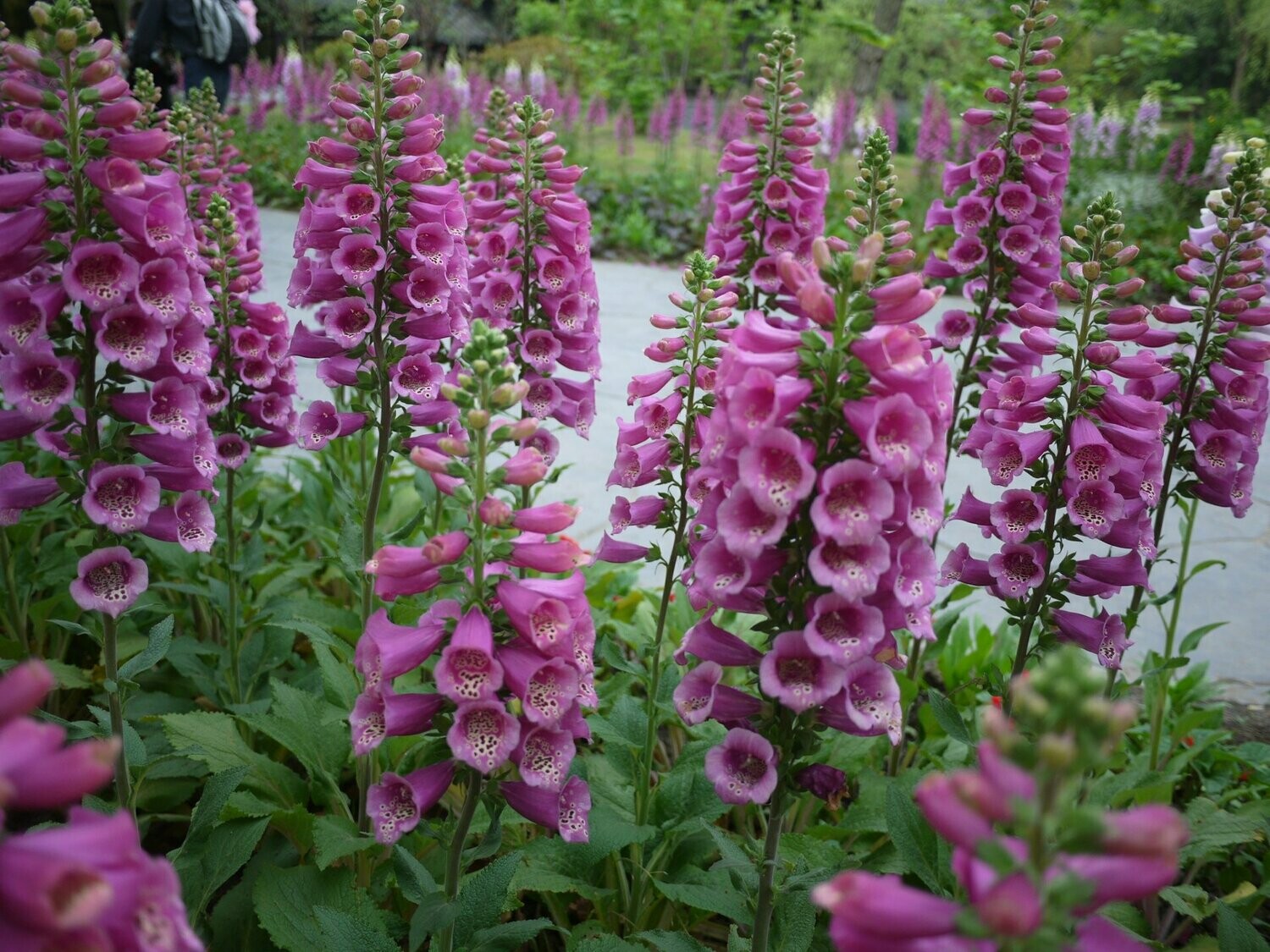 Digitalis purpurea 'Foxy Hybrids'