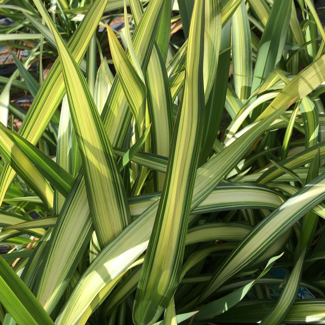 Premium Plant Collection