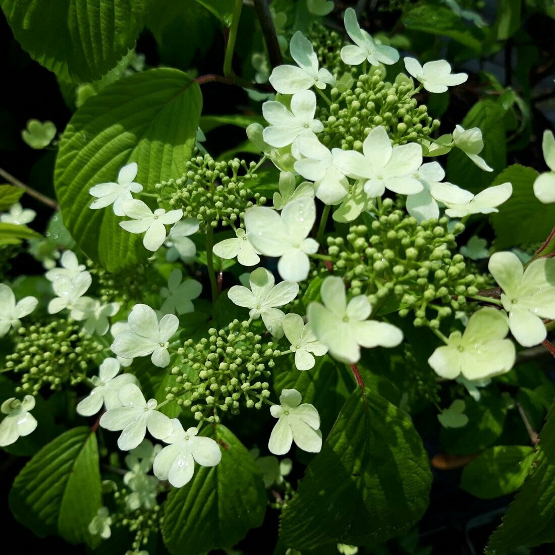 Viburnum plicatum 'Kilimanjaro'