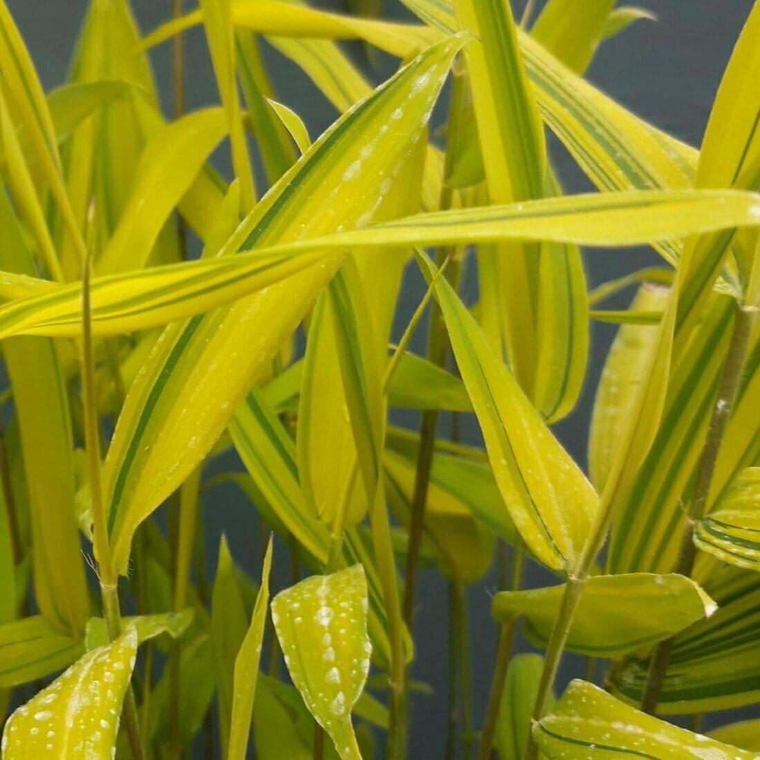 Pleioblastus viridistriatus 'Auricoma'