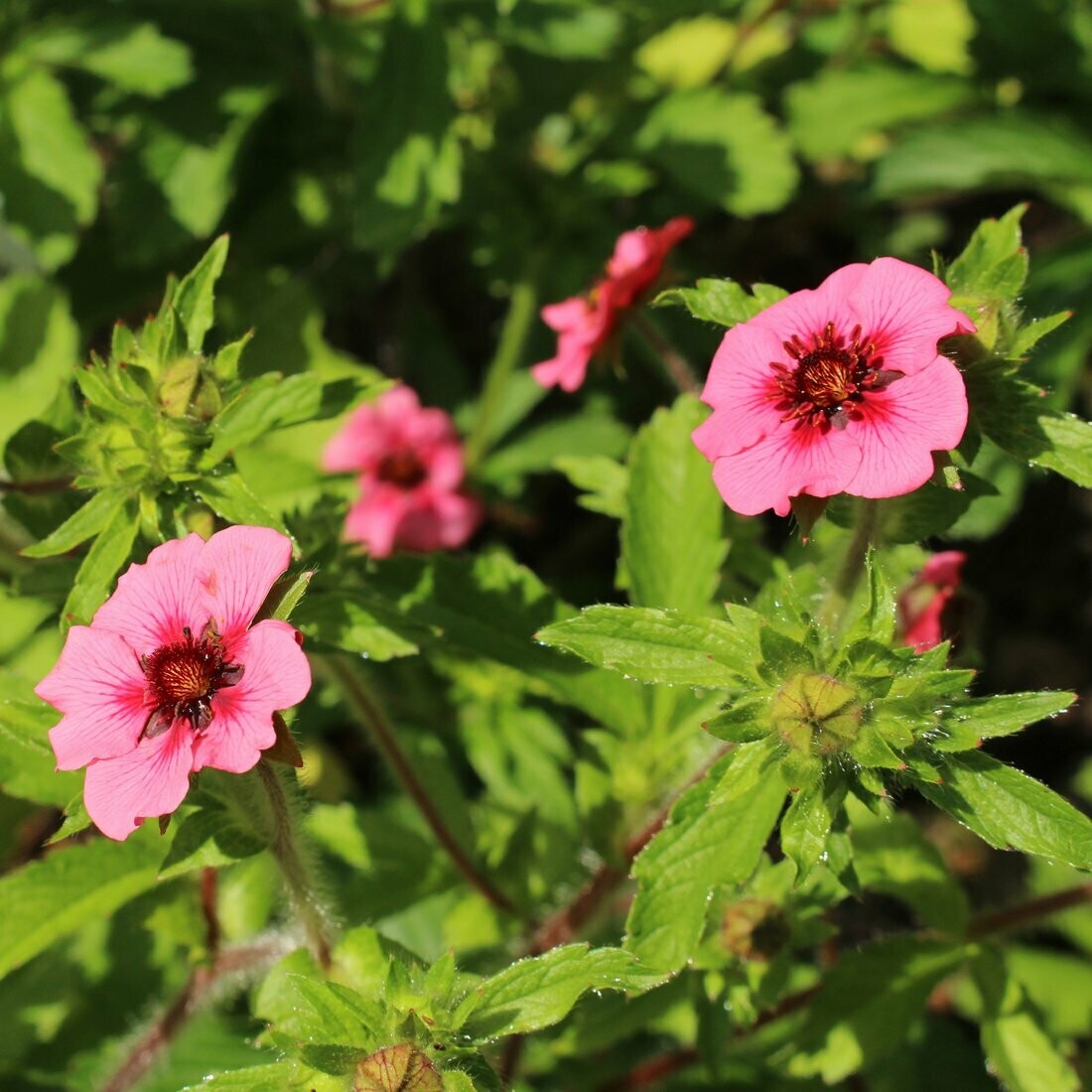 Potentilla Nepalensis Shogran 