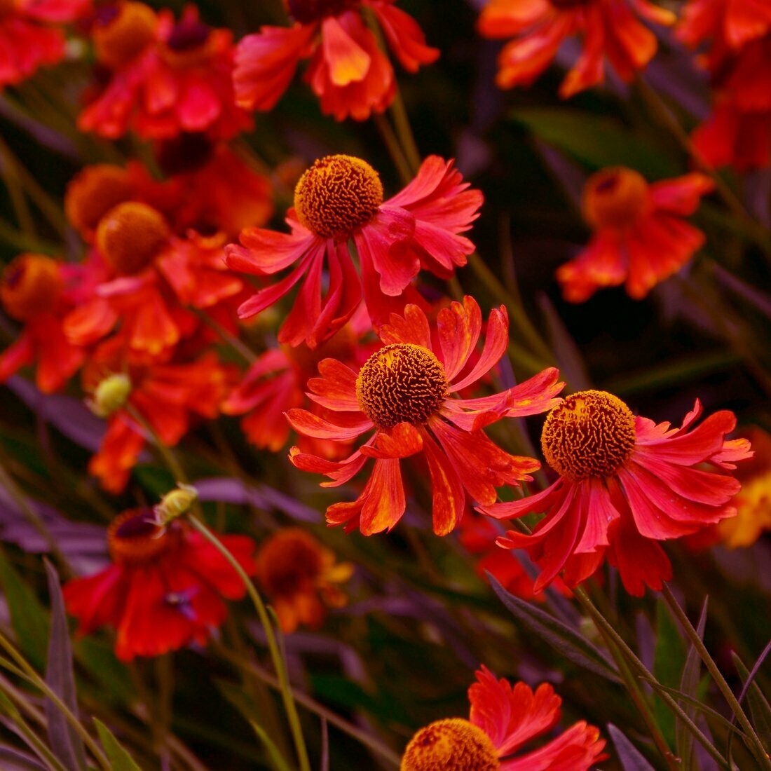 Helenium autumnal 'Moerheim beauty'