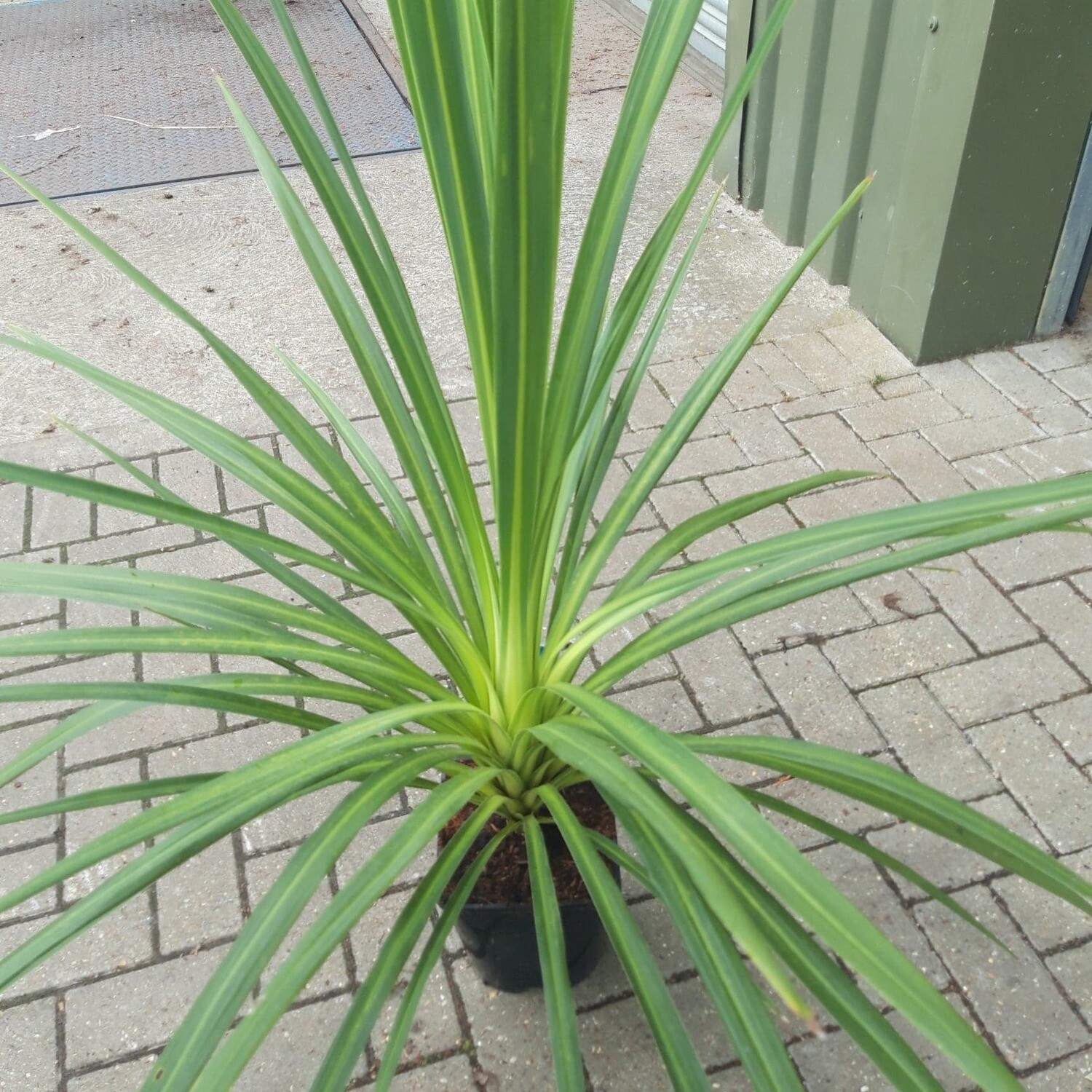 Cordyline Indivisa