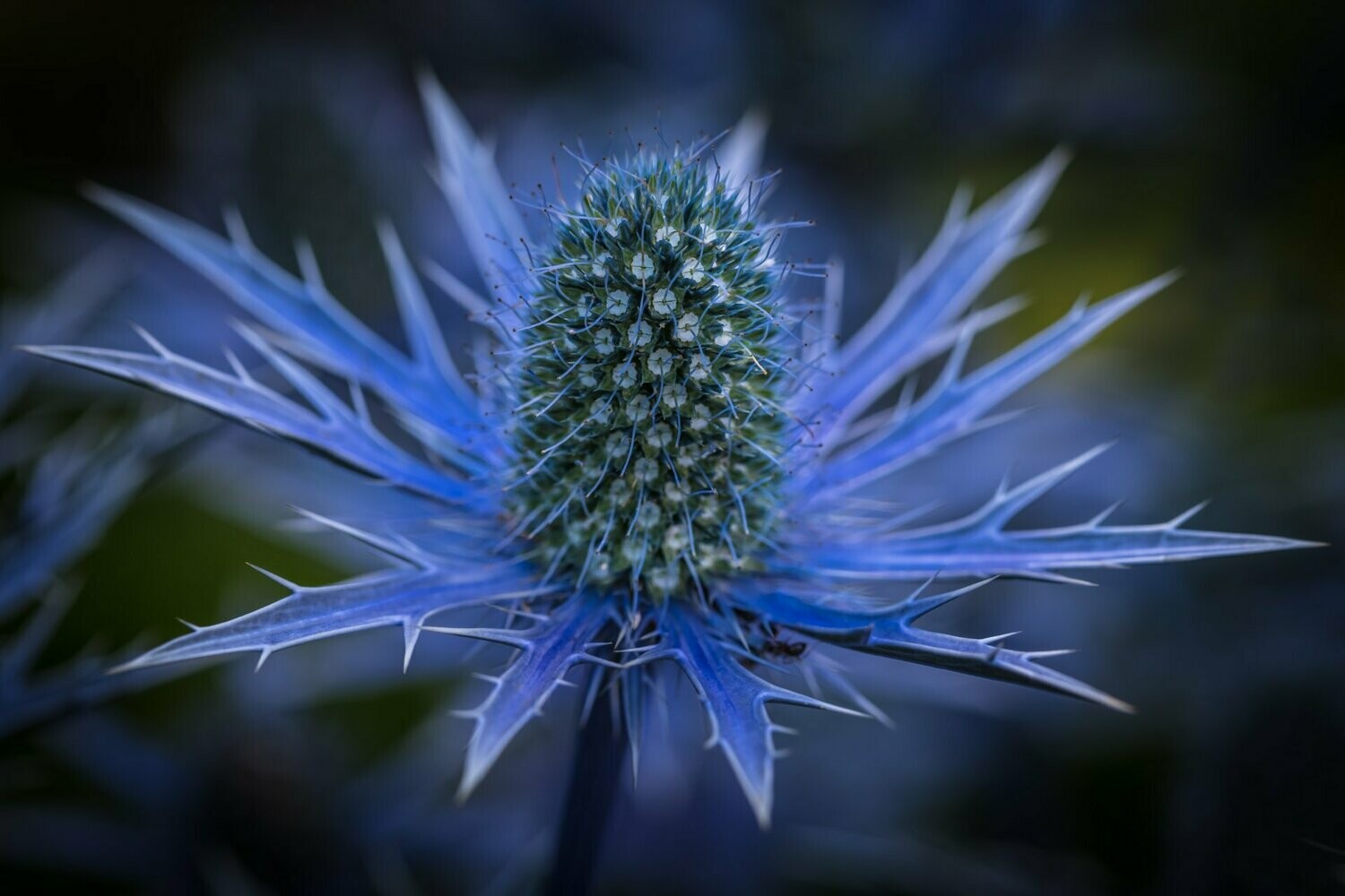 Eryngium planum 'Seven seas'