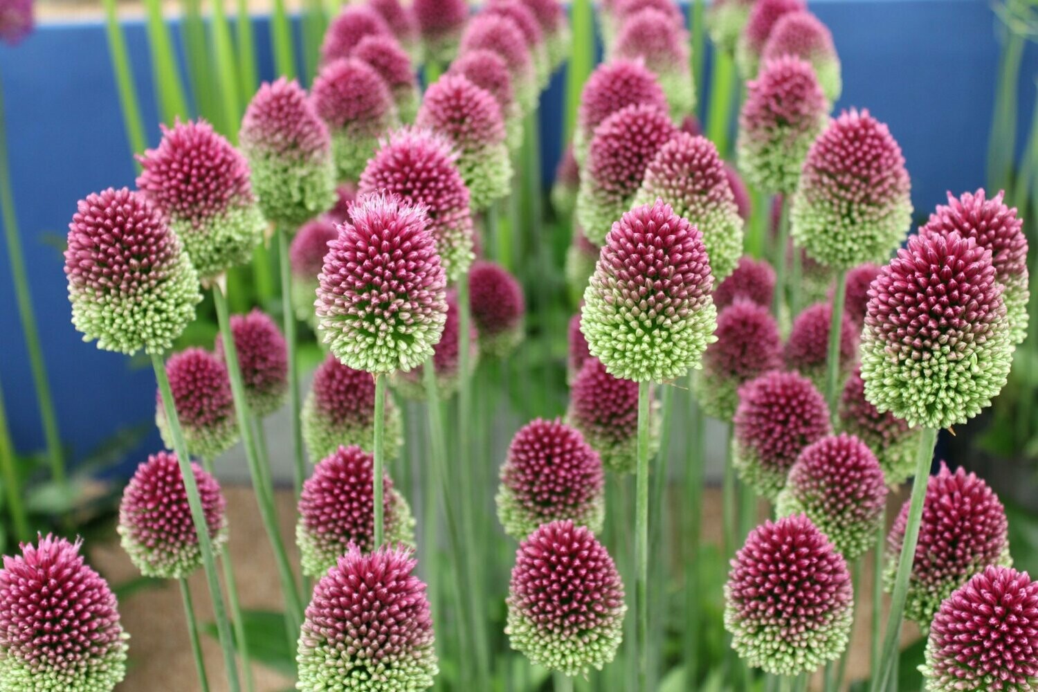 Allium 'Sphaerocephalon'