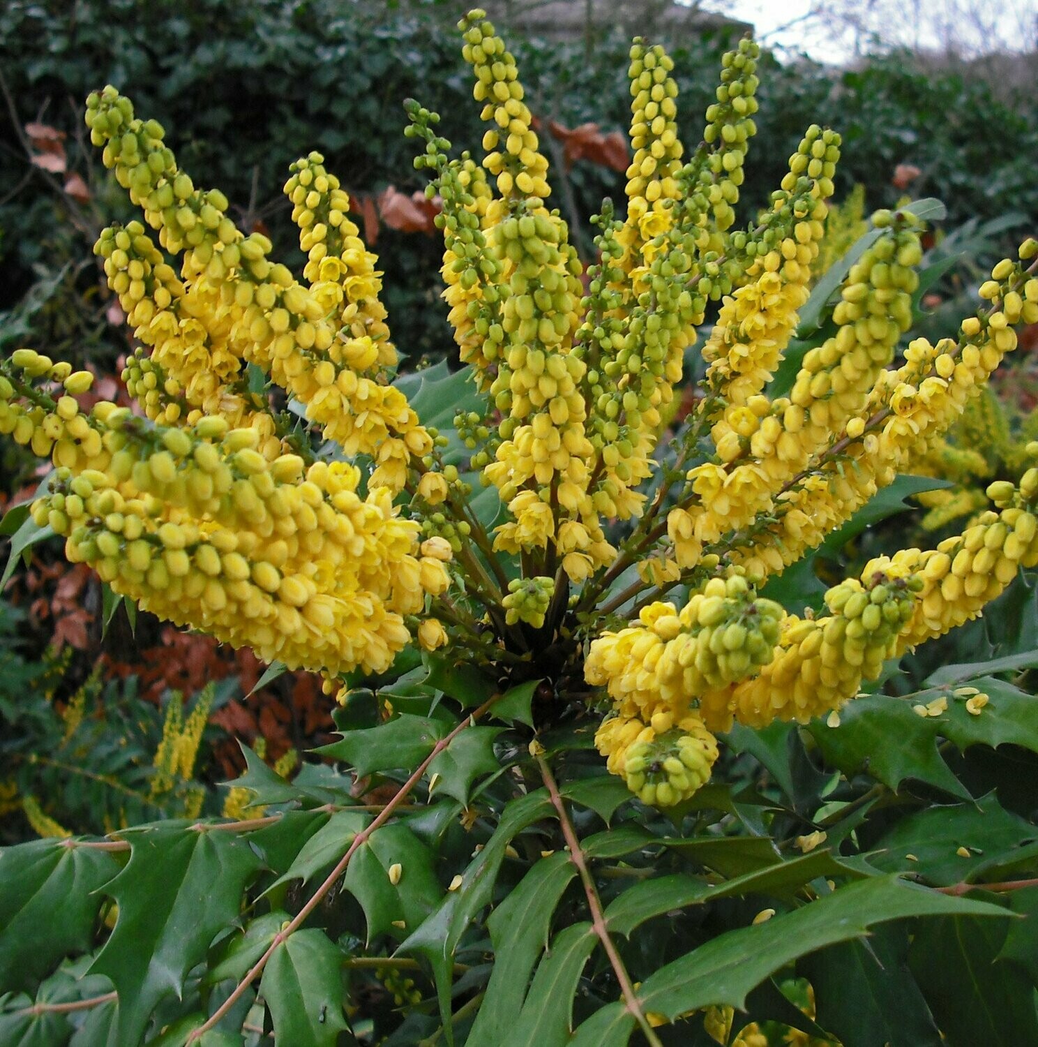 mahonia mary jane