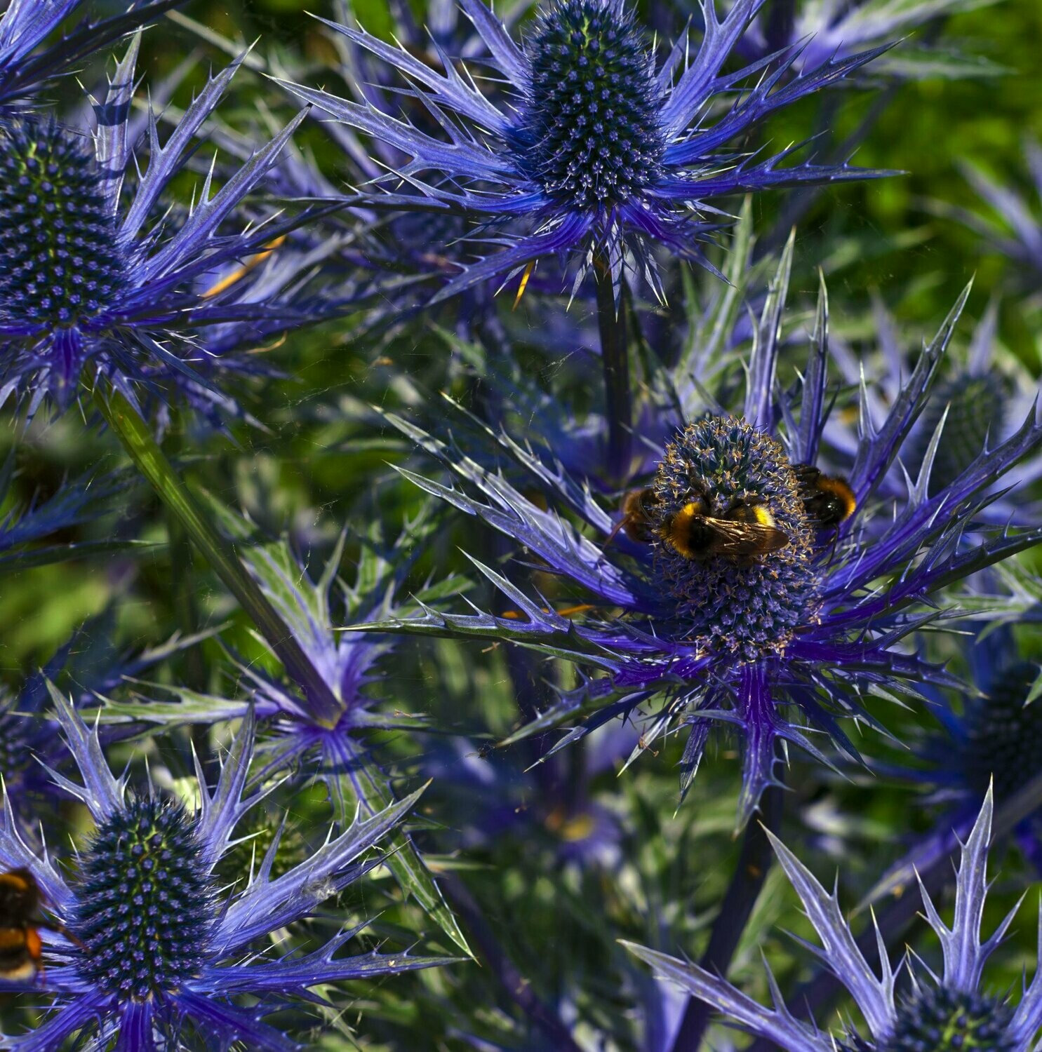 Eryngium alpinum superbum
