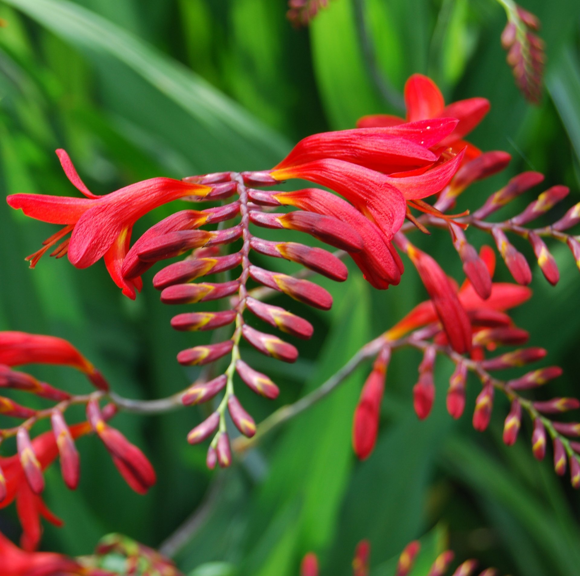 Crocosmia