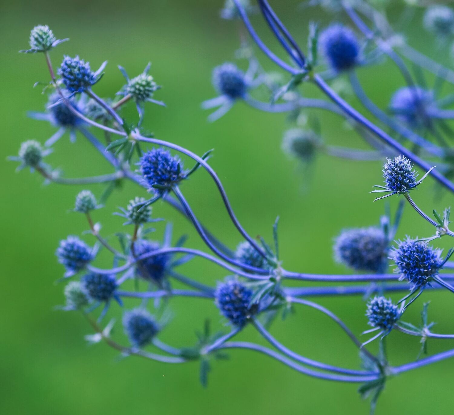 Eryngium planum 'Blue Glitter'