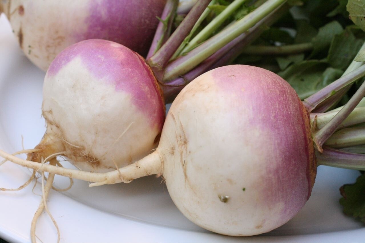 TURNIP LB