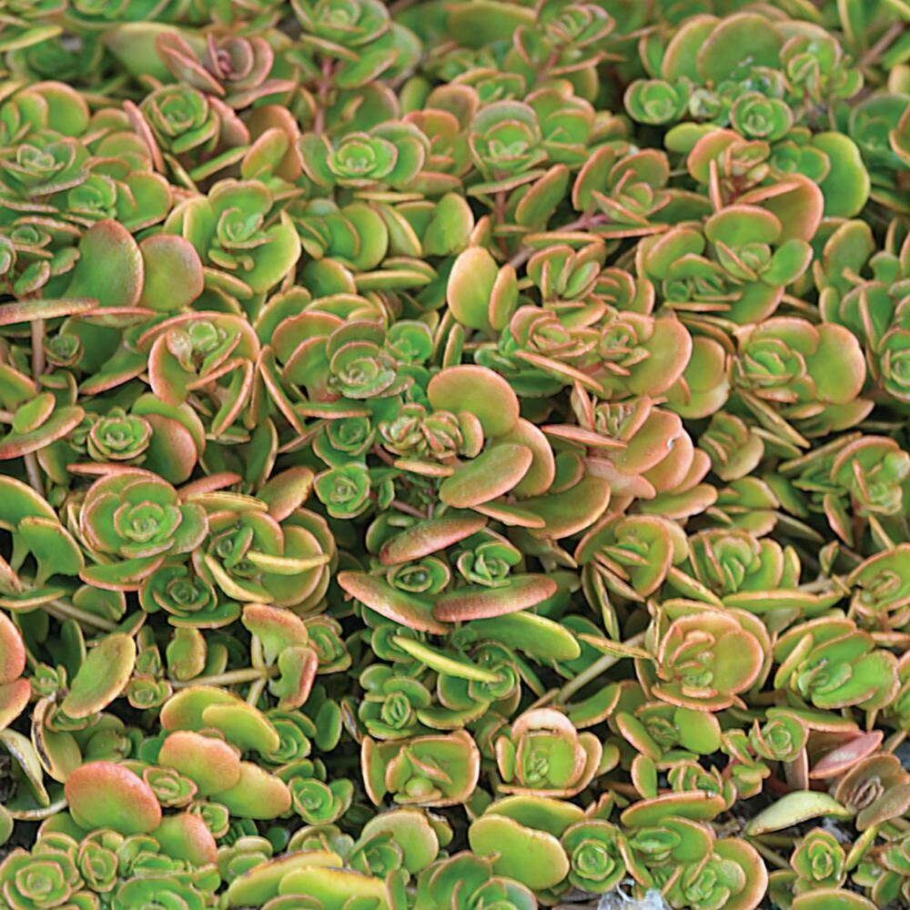 Sedum 'Coral Reef' 1 qt. pot